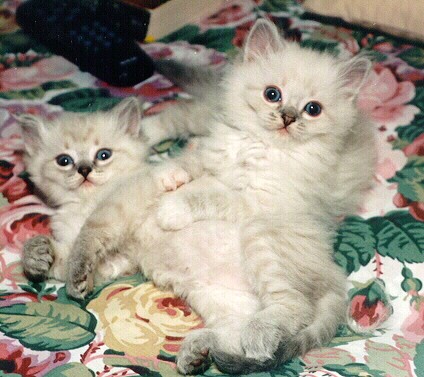 Ragdoll Kittens