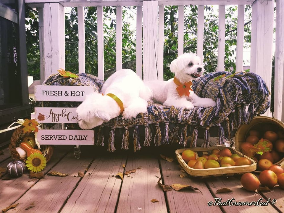 pets at home middlebrook vets