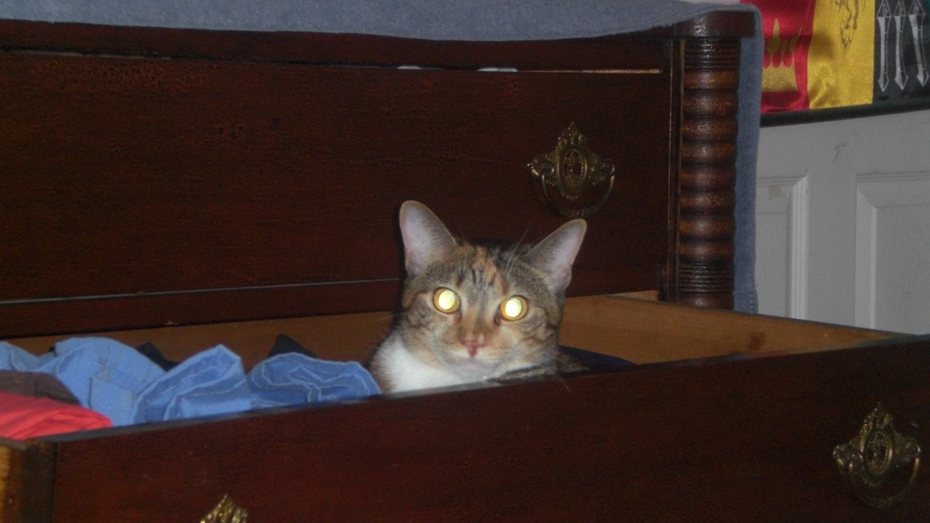 Cat in drawer